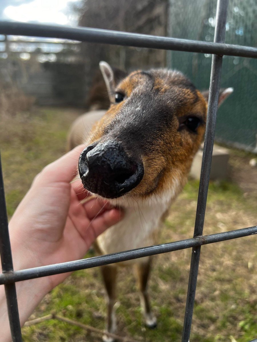 Deer in Places they Shouldn't Be tweet media