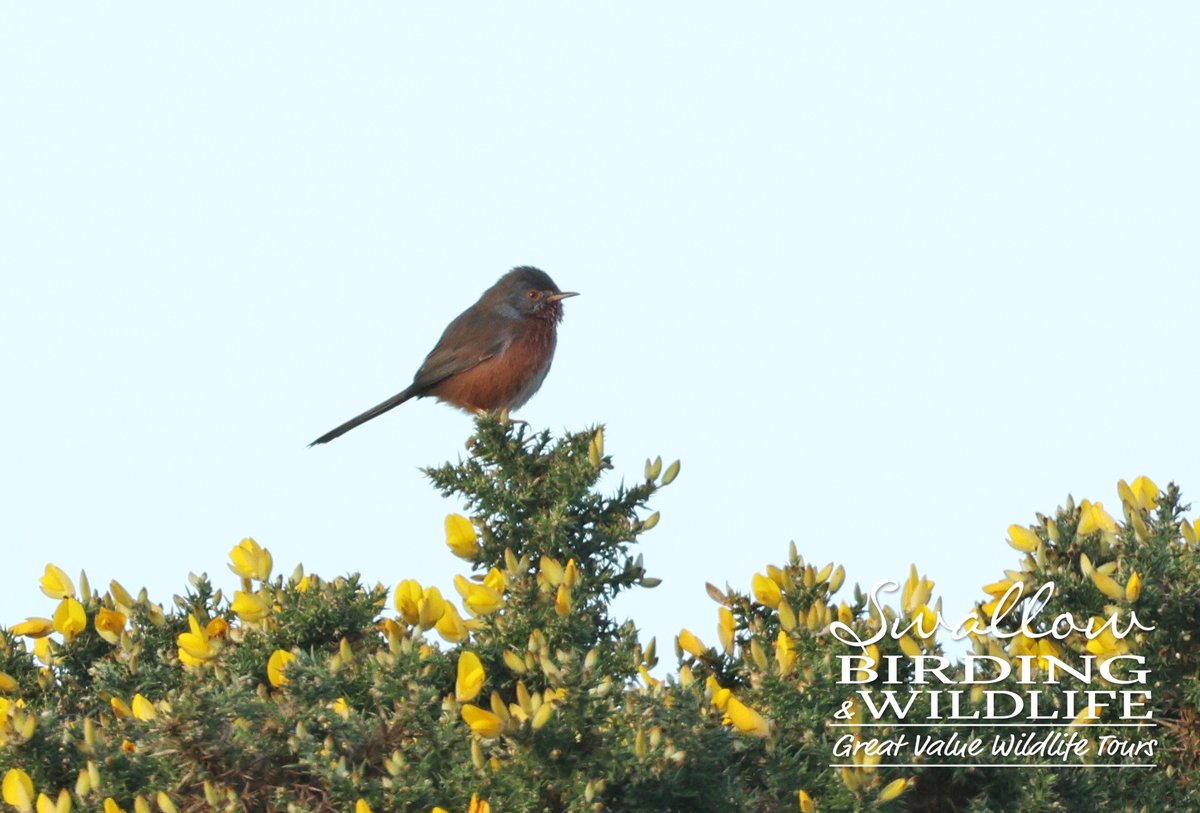 Swallow Birding & Wildlife tweet media
