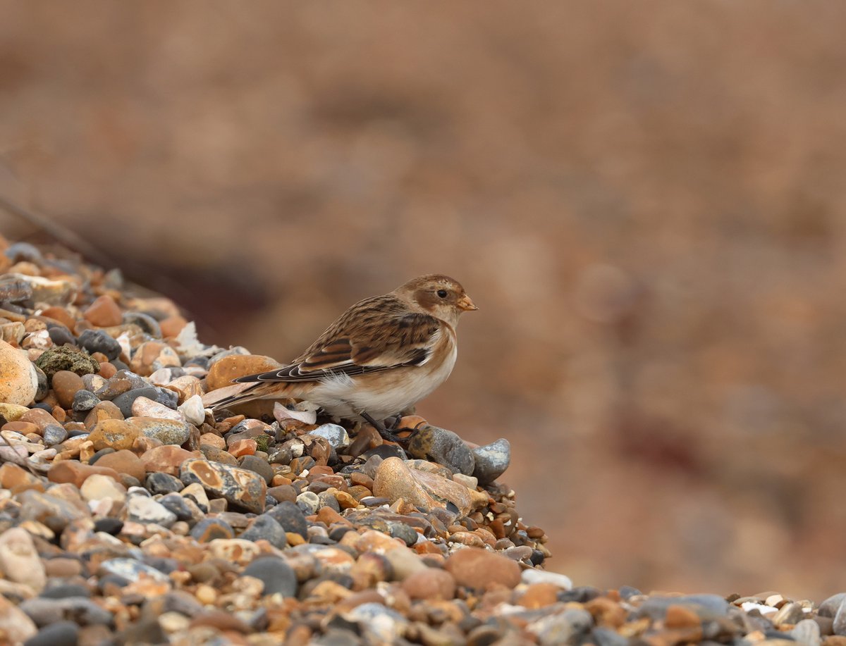 Robs Birding tweet media