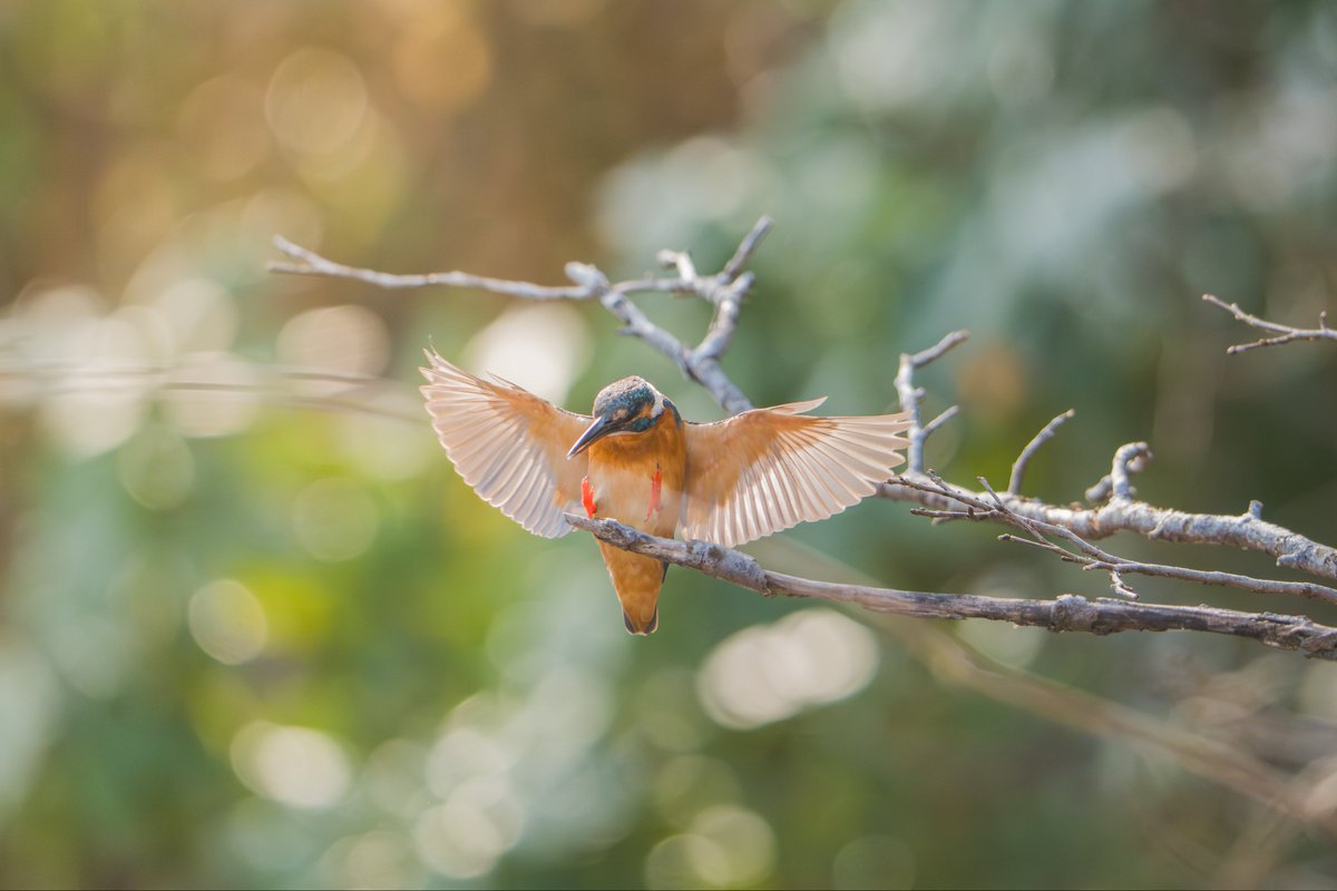 小川貴之(sumika) tweet media