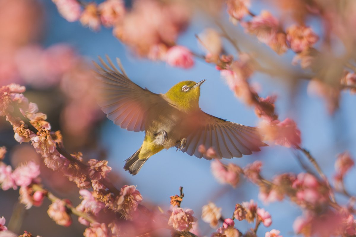 小川貴之(sumika) tweet media