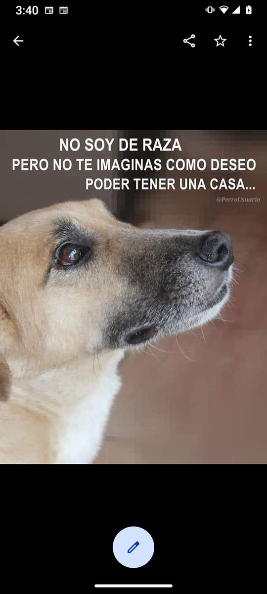 No compres adopta, tienen mucho amor para dar y son los más agradecidos y fieles! ❤️🤗🤗