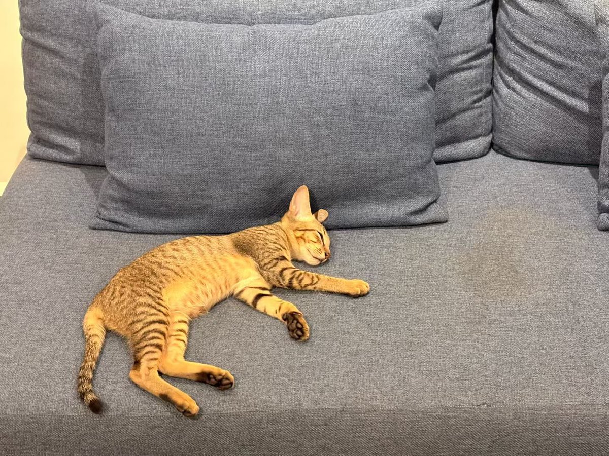 杨文理 tweet media