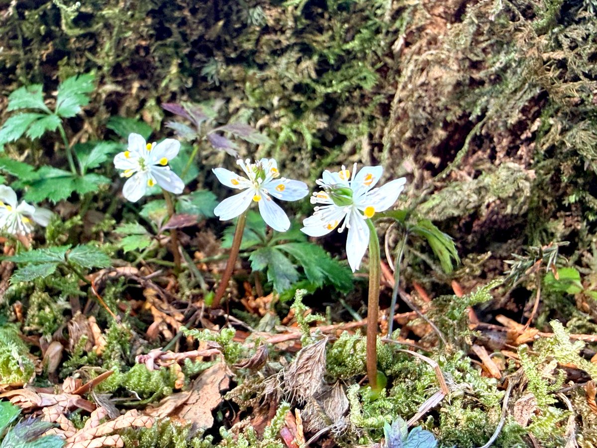 ことこ tweet media