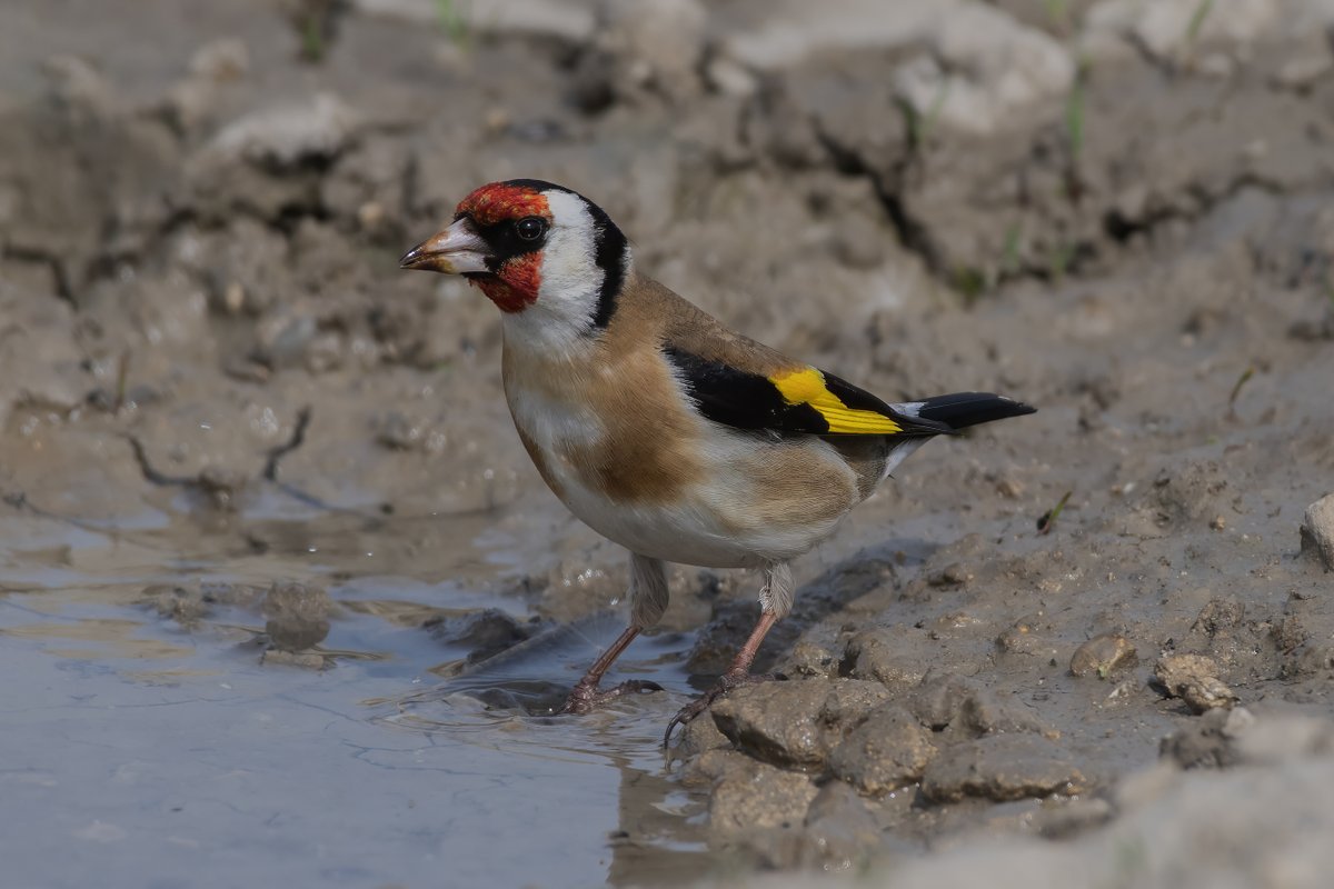 david butcher tweet media