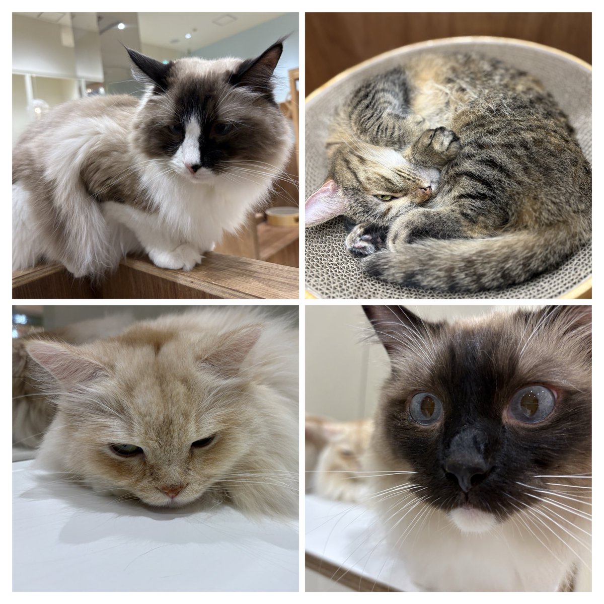 みさき🐧 | Webコーダー tweet media