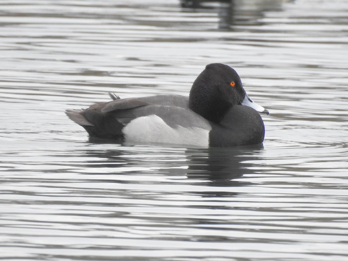 Adamdbassett's tweet photo. This regular returning hybrid Tufted Duck x Pochard at #LMGP is getting reported as a Scaup, so one to be aware of. https://t.co/I8gG3ZkeqG