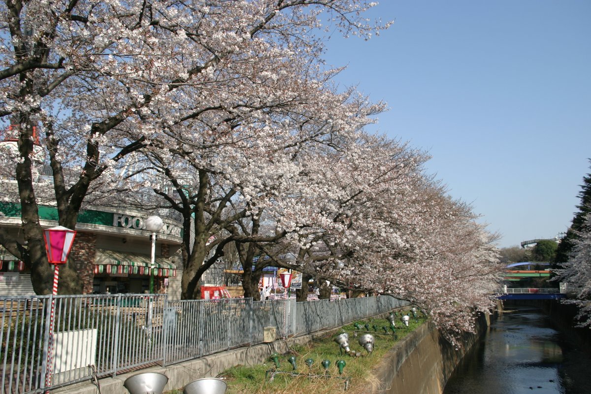 moemagr's tweet photo. □ 22年前 2004 豊島園の桜
現在はこのあたり 都立練馬城址公園 になってるようです
宴会場・・・きっとお高いのでしょう

EOS10D + Tamronの超広角だけどAPSトリミングされてしまう https://t.co/dO7voZq90J