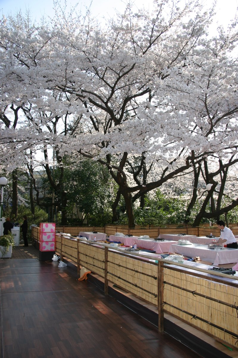 moemagr's tweet photo. □ 22年前 2004 豊島園の桜
現在はこのあたり 都立練馬城址公園 になってるようです
宴会場・・・きっとお高いのでしょう

EOS10D + Tamronの超広角だけどAPSトリミングされてしまう https://t.co/dO7voZq90J