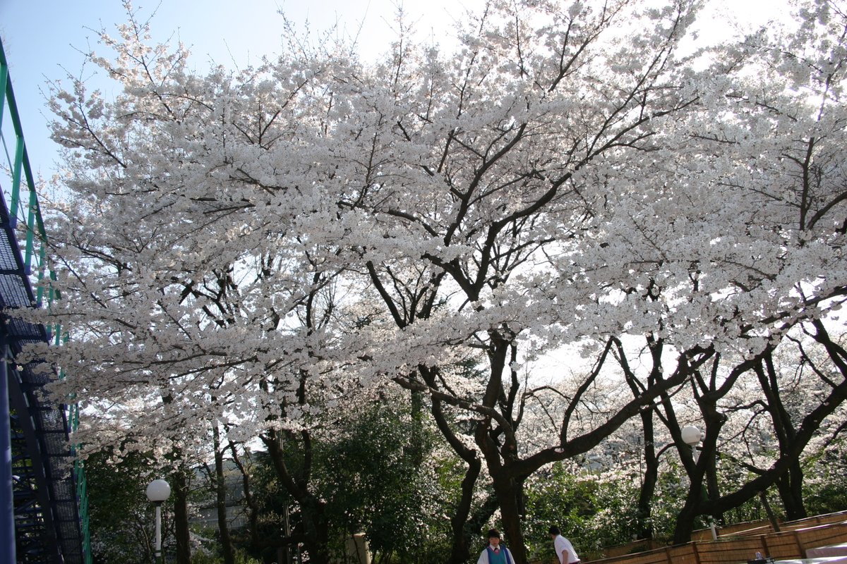 moemagr's tweet photo. □ 22年前 2004 豊島園の桜
現在はこのあたり 都立練馬城址公園 になってるようです
宴会場・・・きっとお高いのでしょう

EOS10D + Tamronの超広角だけどAPSトリミングされてしまう https://t.co/dO7voZq90J