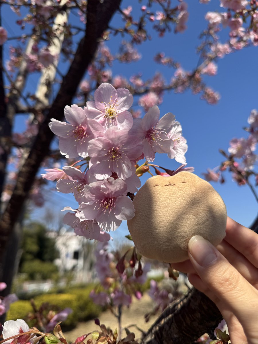 cocapybara_'s tweet photo. 嬉しそう🥰🌸

#こかぴ https://t.co/52bMQncyRu