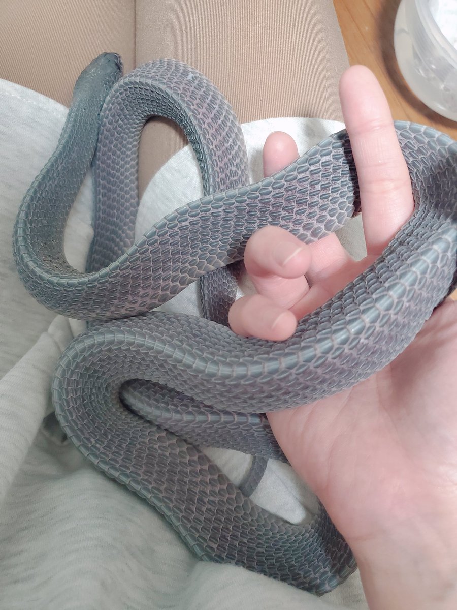 for_itochans's tweet photo. こちらもトラブル発生後もかわりなく
しっかりもぐもぐできる、おにぎり🐍

静岡のレプイベでお迎えしたので
喉乾いてるかなって思って、
ケージ入れる前に紙コップに水汲んで
お迎え時のケースから出して
顔の近くにお水ちかづけたら、
ゴクゴク飲んだのが印象的✨
めちゃくちゃ飲んでくれた。 https://t.co/fNPeuY1AjS