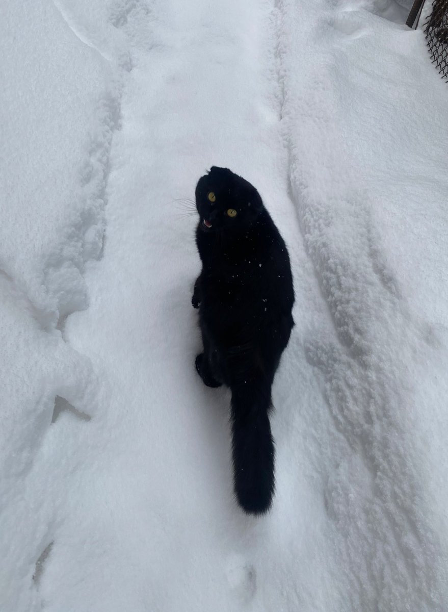 Ana_Whoreee's tweet photo. Кричав пів ранку щоб його на вулицю випустили. Але сніг не входив в його плани тож процедура повторилась але тепер він орав  щоб зайти назад. https://t.co/5Yhu6kPswr