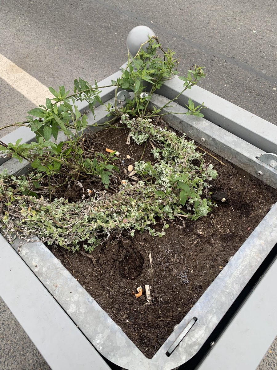 david_alphand's tweet image. ⛔️🌿 Poids des mots, choc des photos.
Le résultat de la « Forêt urbaine » promis par la municipalité sortante à Paris - Pont d’Iéna ⤵️