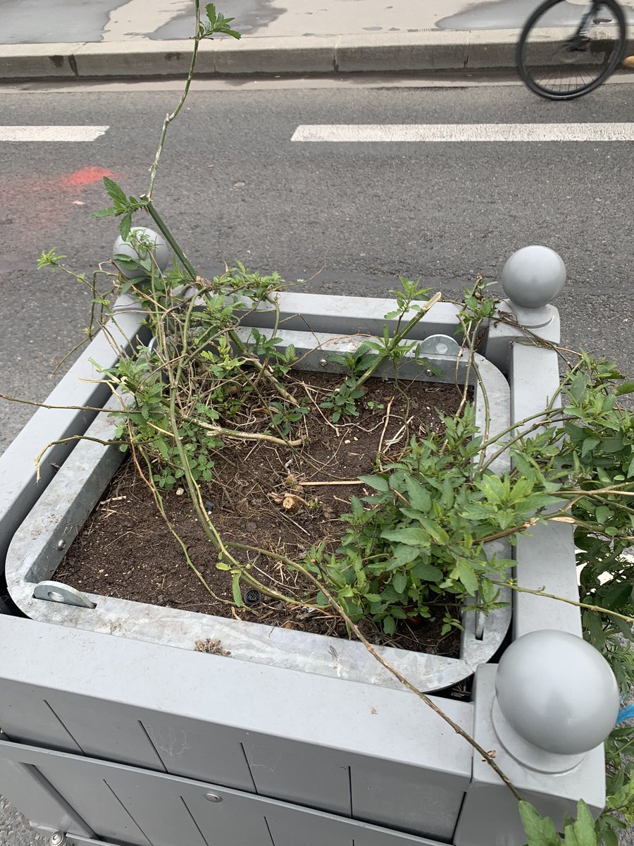 david_alphand's tweet image. ⛔️🌿 Poids des mots, choc des photos.
Le résultat de la « Forêt urbaine » promis par la municipalité sortante à Paris - Pont d’Iéna ⤵️