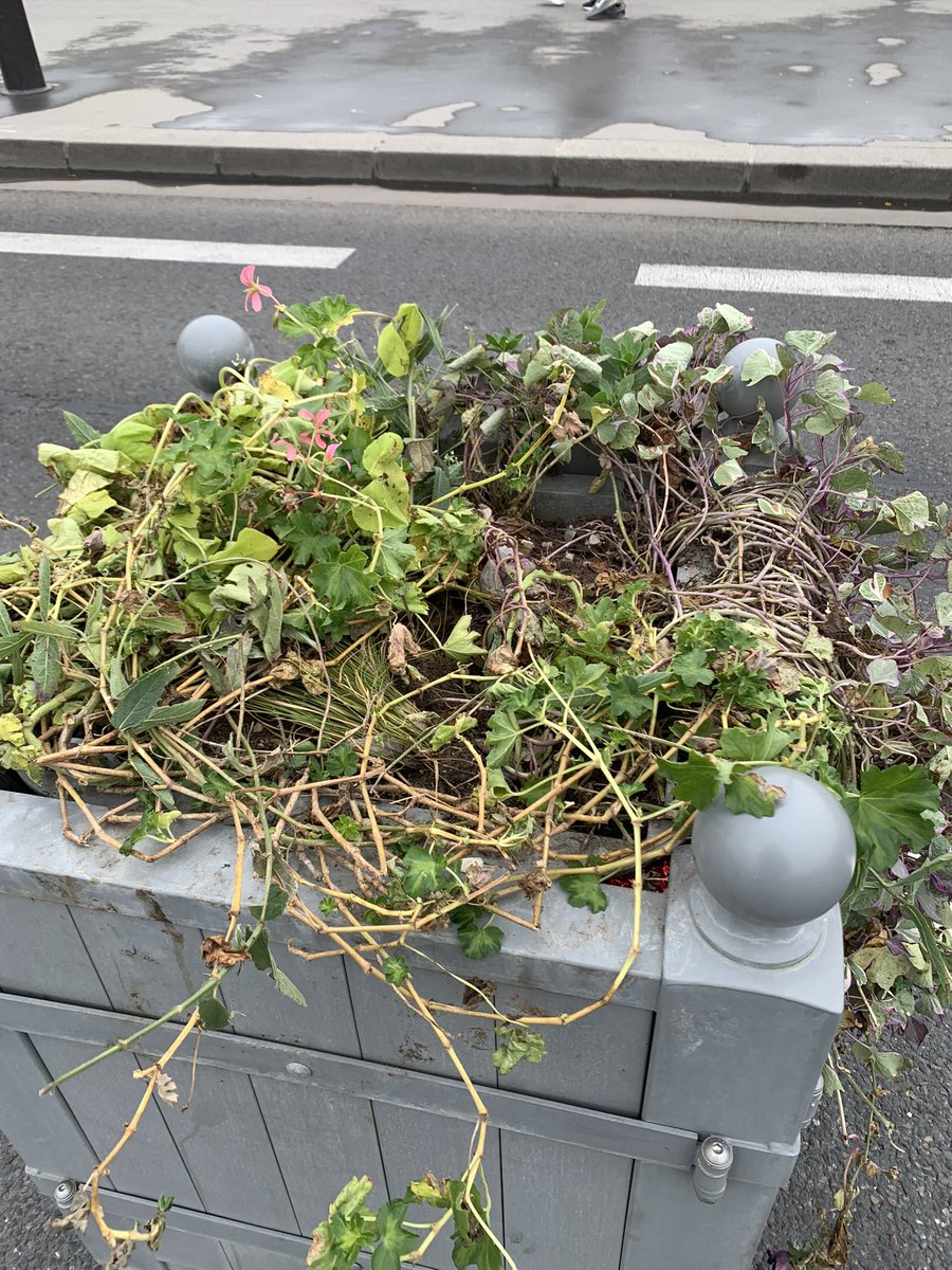 david_alphand's tweet image. ⛔️🌿 Poids des mots, choc des photos.
Le résultat de la « Forêt urbaine » promis par la municipalité sortante à Paris - Pont d’Iéna ⤵️