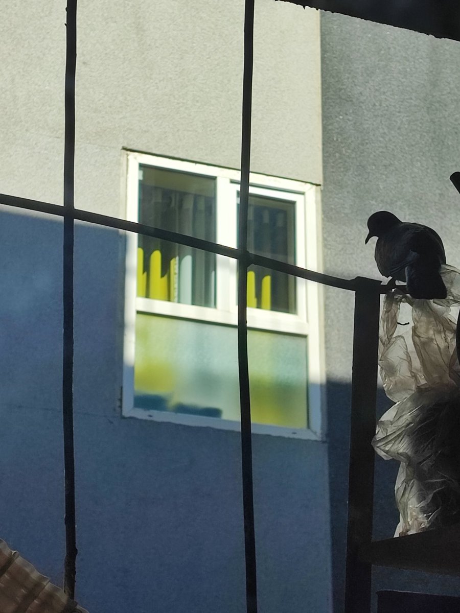 دختر آشنا tweet media