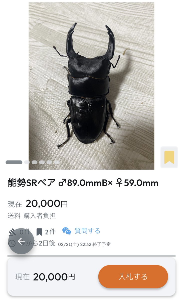 SHOP MUSHIYA / ムシオク! / kuwayan tweet media