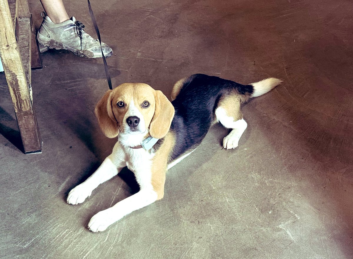 Ayer también pasaron cosas bonitas como Rufo, que posó para mí así de guapo. 🐶❤️