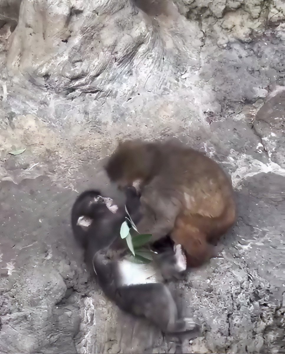 BREAKING –

Little Punch has found his new bestie 

They were seen hugging and playing together at the zoo. Punch looked very comfortable around his new friend