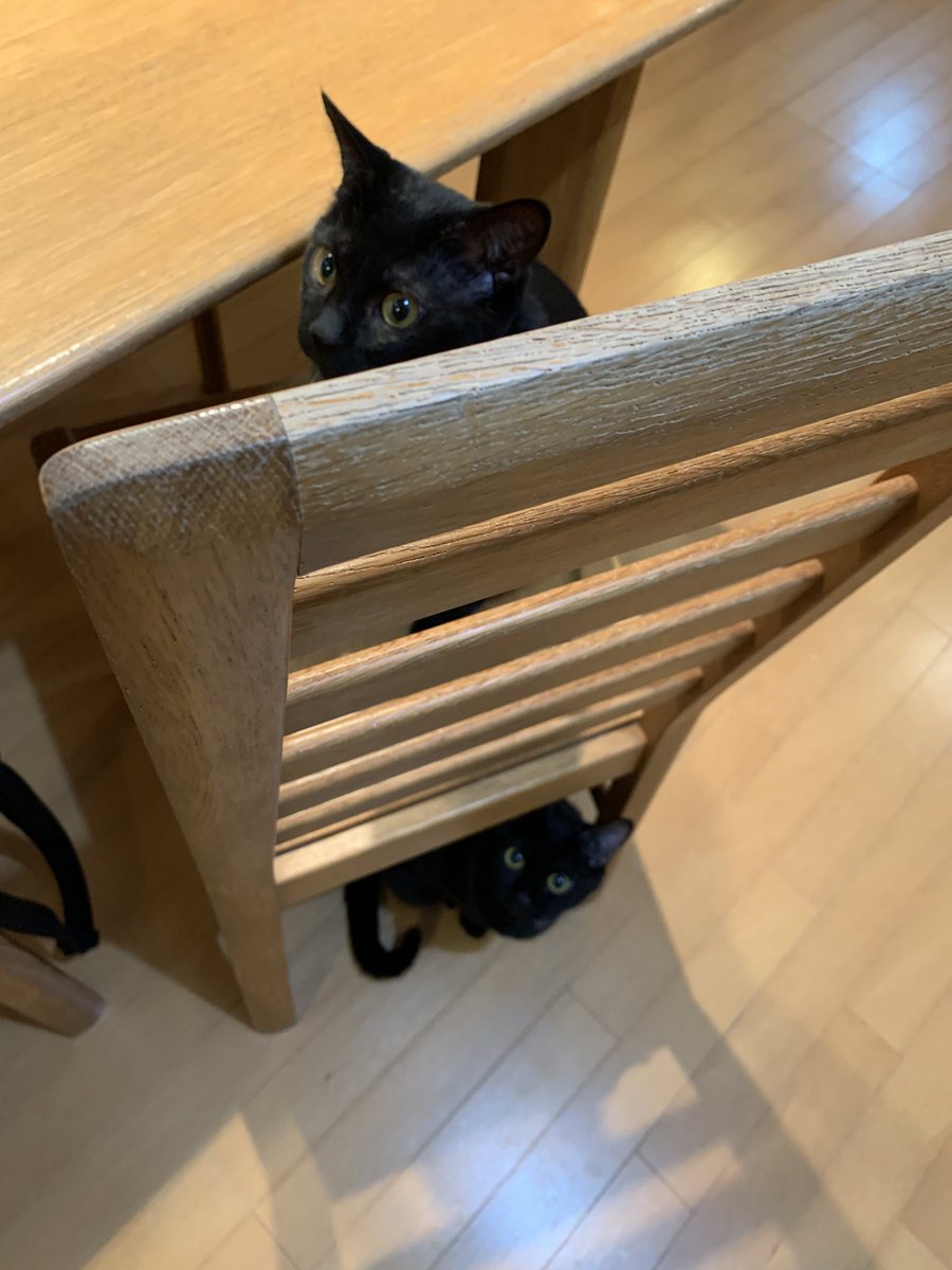 ventvert17's tweet image. にゃ。