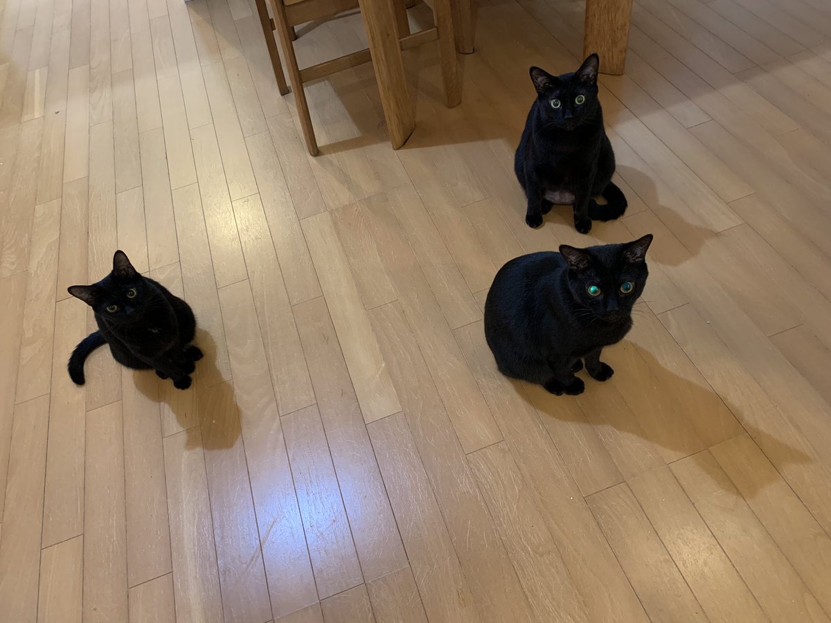 ventvert17's tweet image. にゃ。