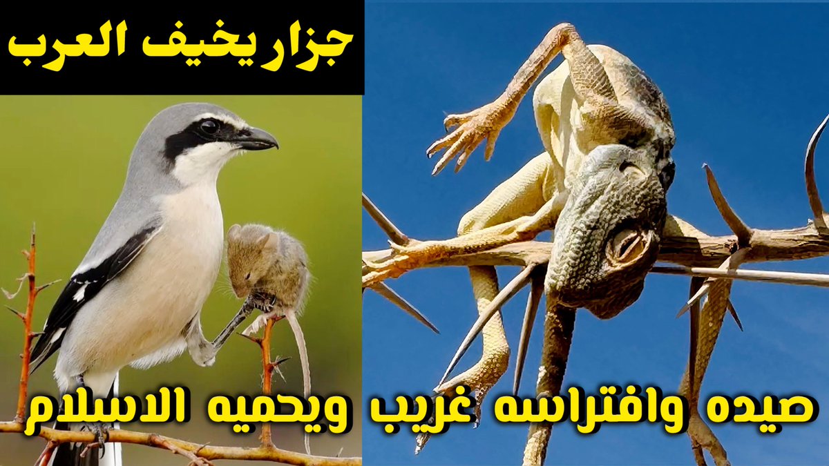 محمد اليوسفي tweet media