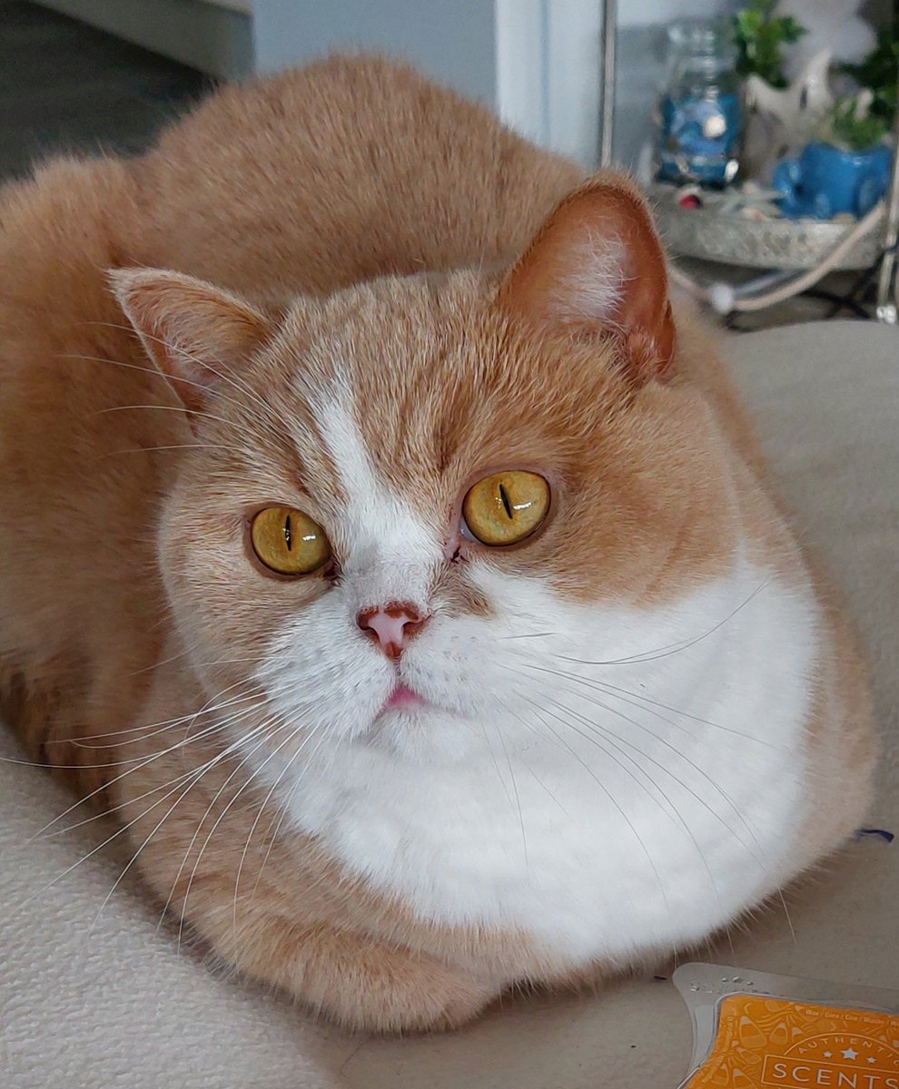 Oliver 🌈 🐈 Fientje 🐈‍⬛ Tim 🌈🐈‍⬛ tweet media