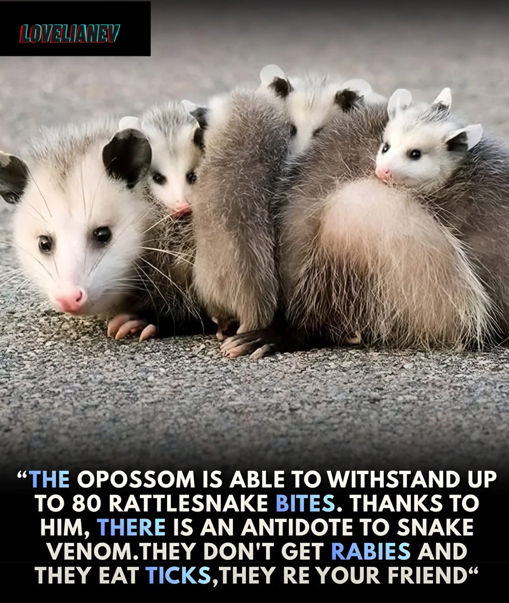 Hidden in the quiet corners of forests and backyards, the opossum walks alone — shy, harmless, and deeply misunderstood.
To many, it looks strange: a pale face, a long tail, and a slow, awkward gait.
But behind that odd appearance lies a biological miracle — one that medicine and