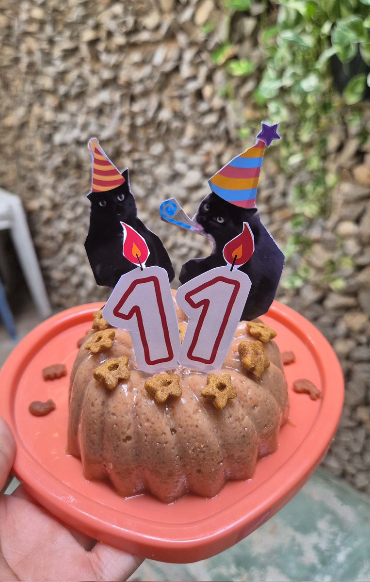 nutrigata's tweet photo. aniversário da tamires hoje e como sempre teve bolinho pra comemorar os 11 aninhos da gata preta mais querida do site https://t.co/YXdBSMejqt