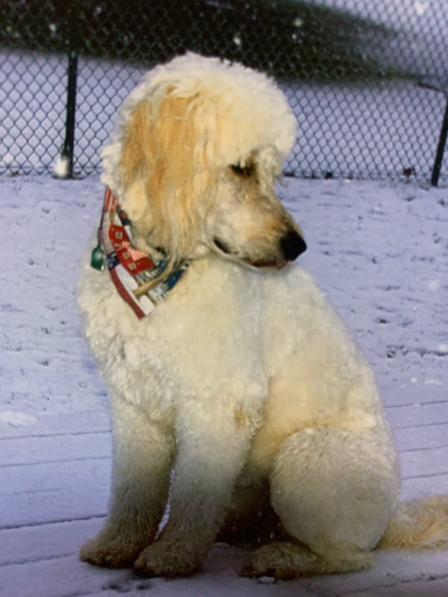 mauithedoodle's tweet photo. @IsaMary2021 Oh Isa. Is that a new harness? Here is a poc of me waiting for Spring. https://t.co/m7840DJg1y