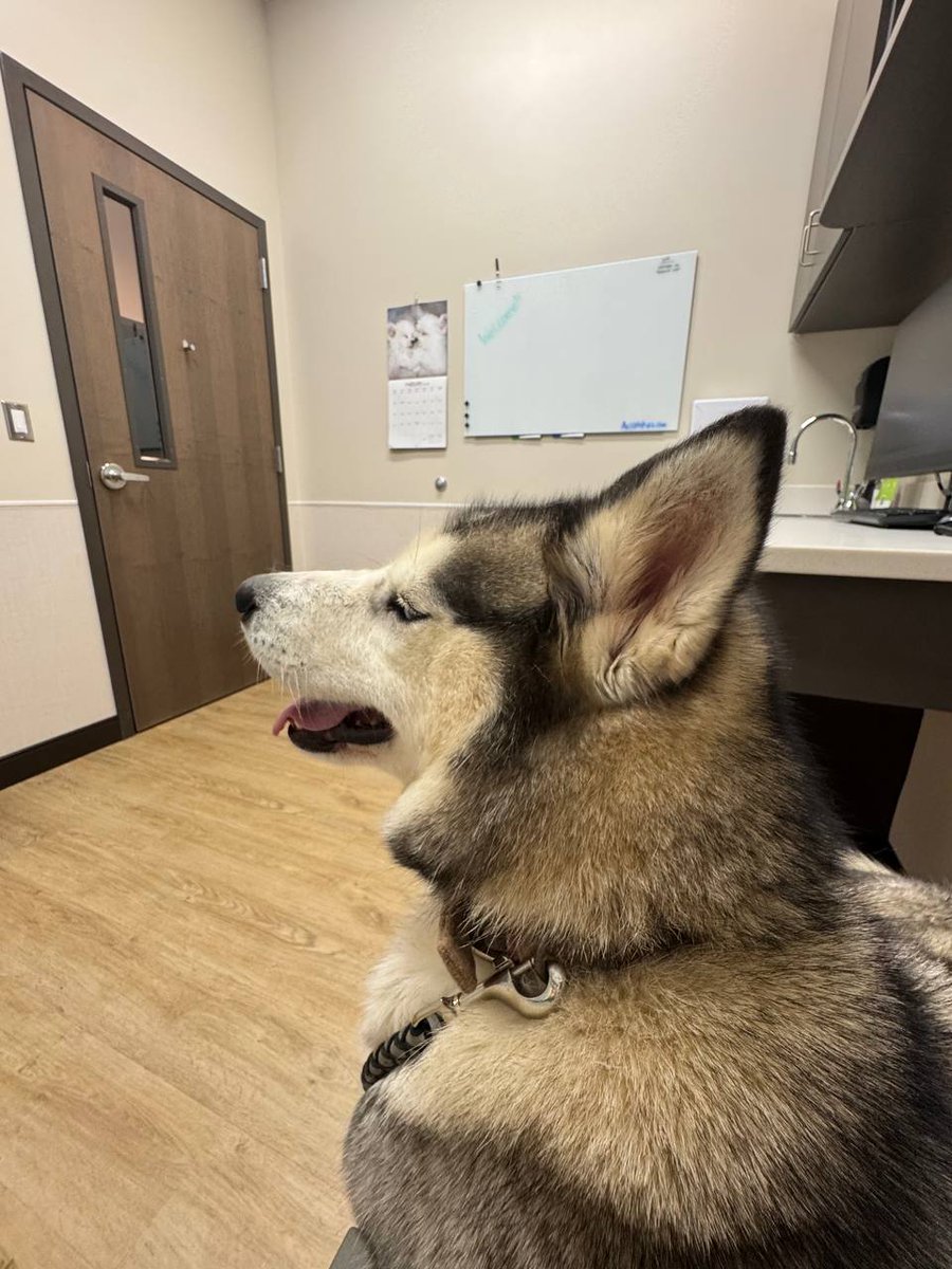 dirdwolf @ lvfc tweet media