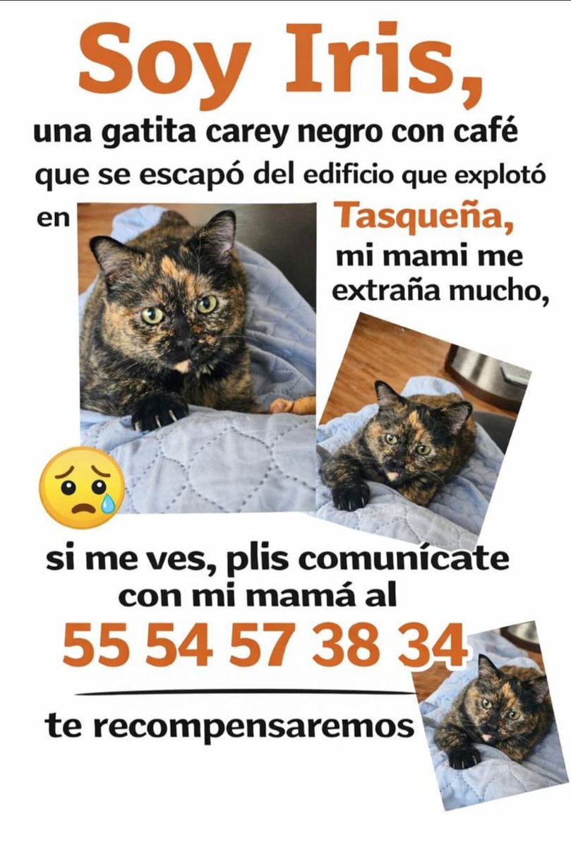 PaseosDeTaxqueña tweet media