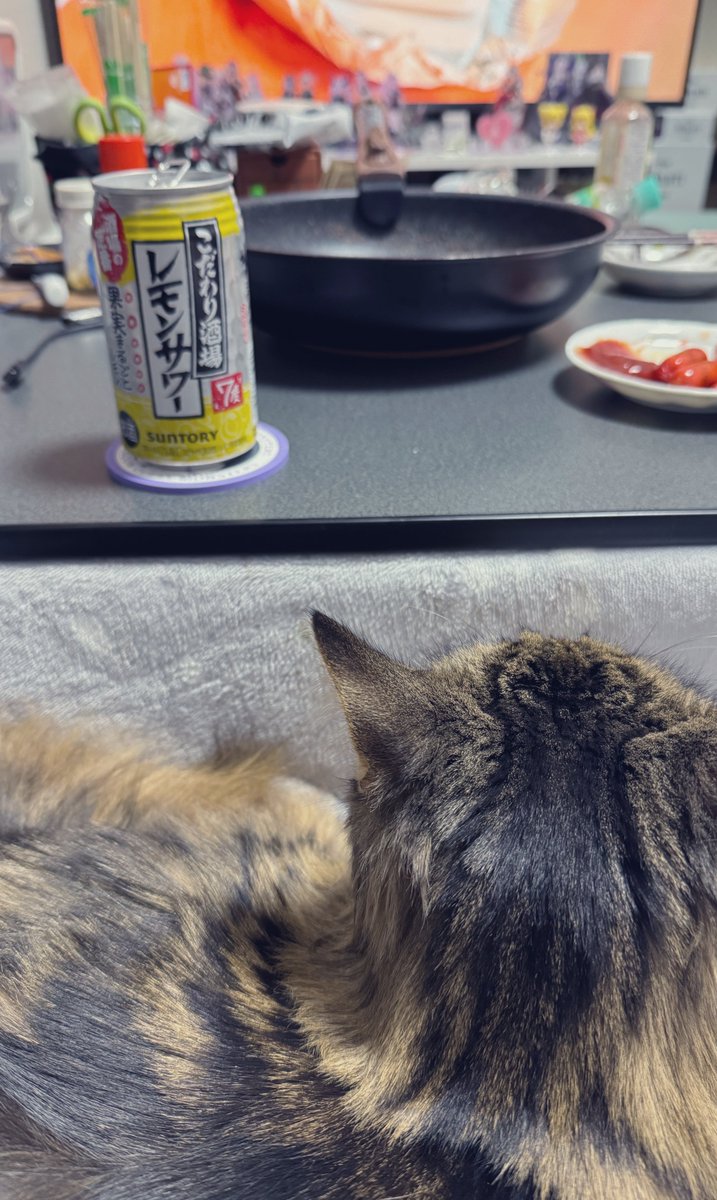 Post by 四季 on X: 猫がいる生活