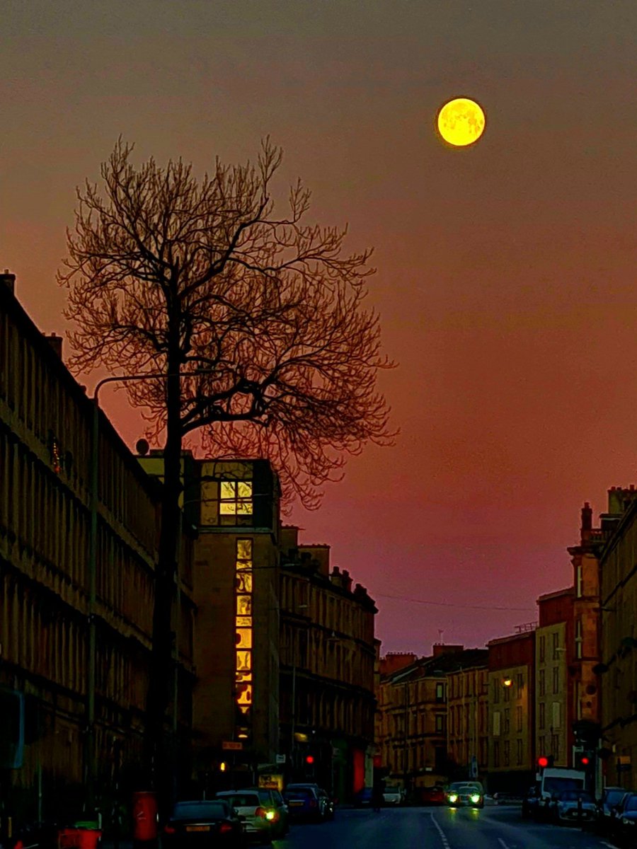 Just a quick reminder that the Argyle Street Ash Tree in Glasgow is in the running to become European Tree of the Year for 2026, and the public vote ends tomorrow (22nd Feb). If you haven't voted yet, you can do so at treeoftheyear.org/vote/argyle-st…

#glasgow #europeantreeoftheyear #tree