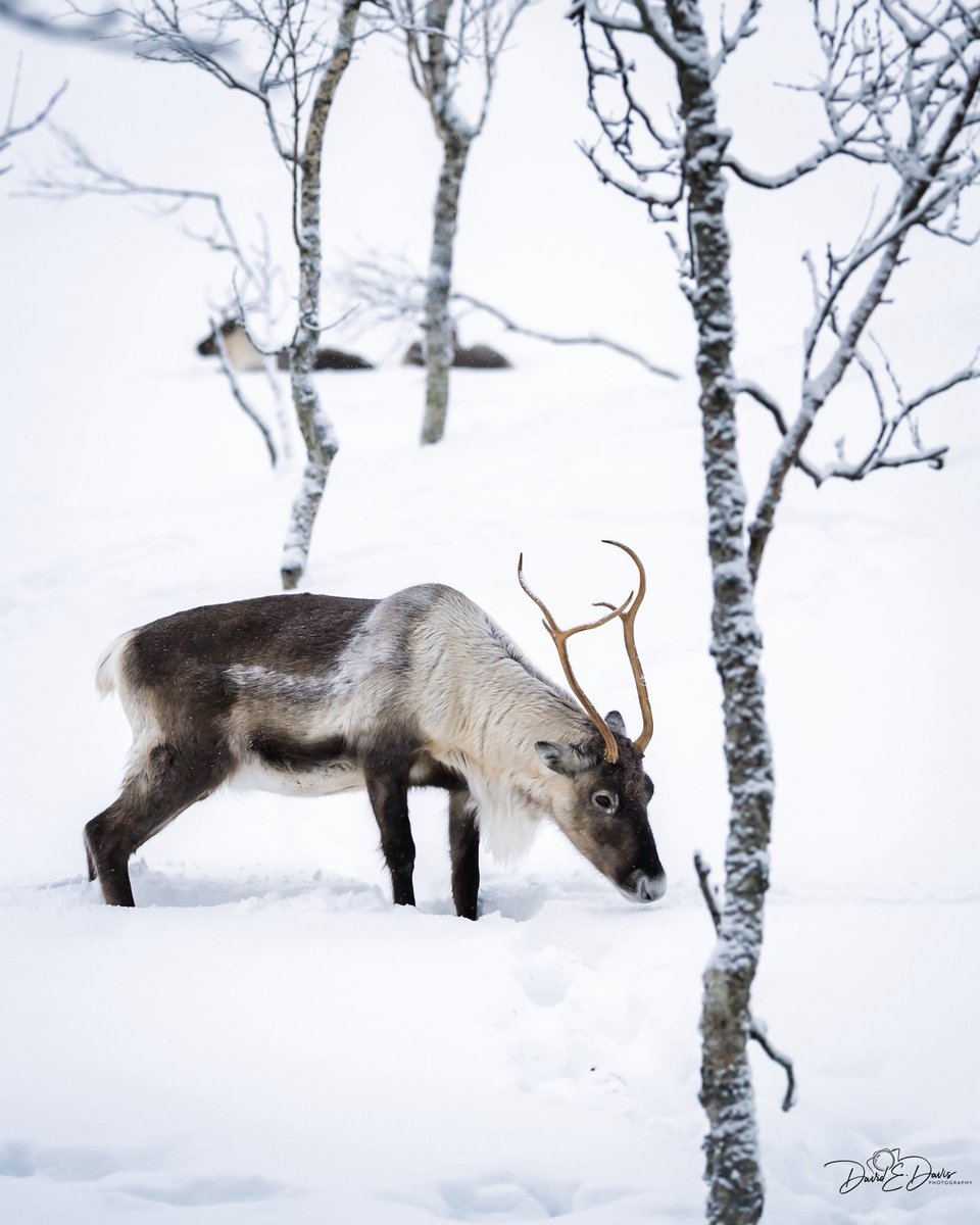 David Davis tweet media