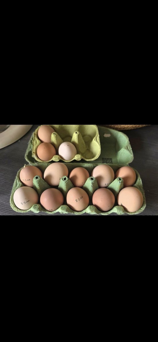 AfD Tradwife ✝️🖤❤🦋🔥❣️Gottes Kind tweet media