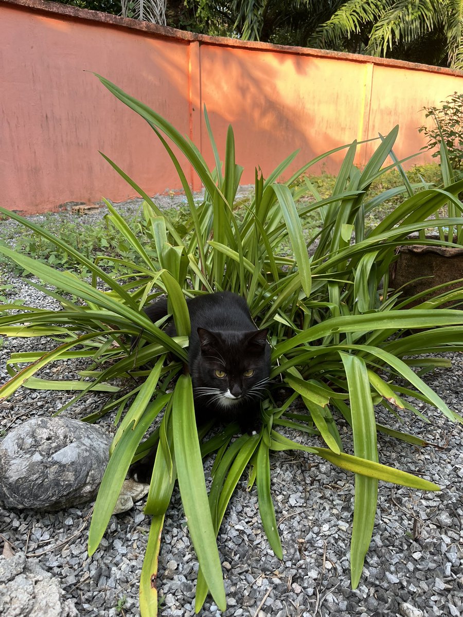 แมวหนึ่มตัวแอบอยุ่ในพุ่มไม้คับ !