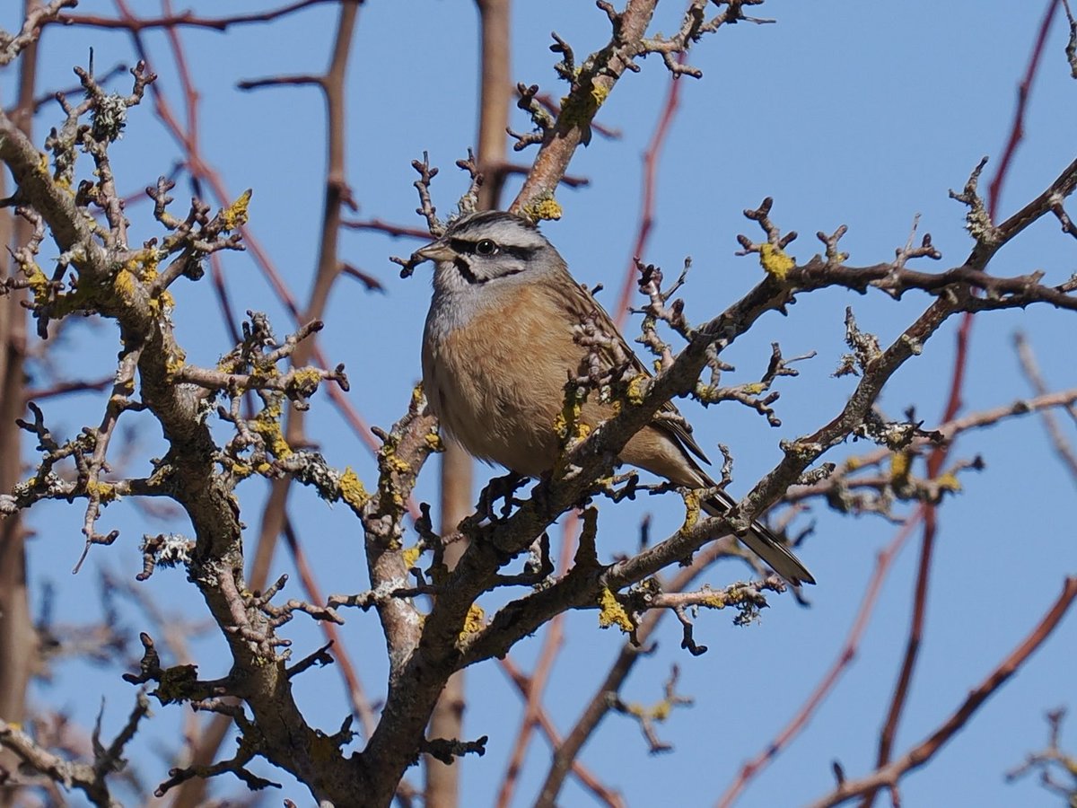 Rob Rackliffe tweet media