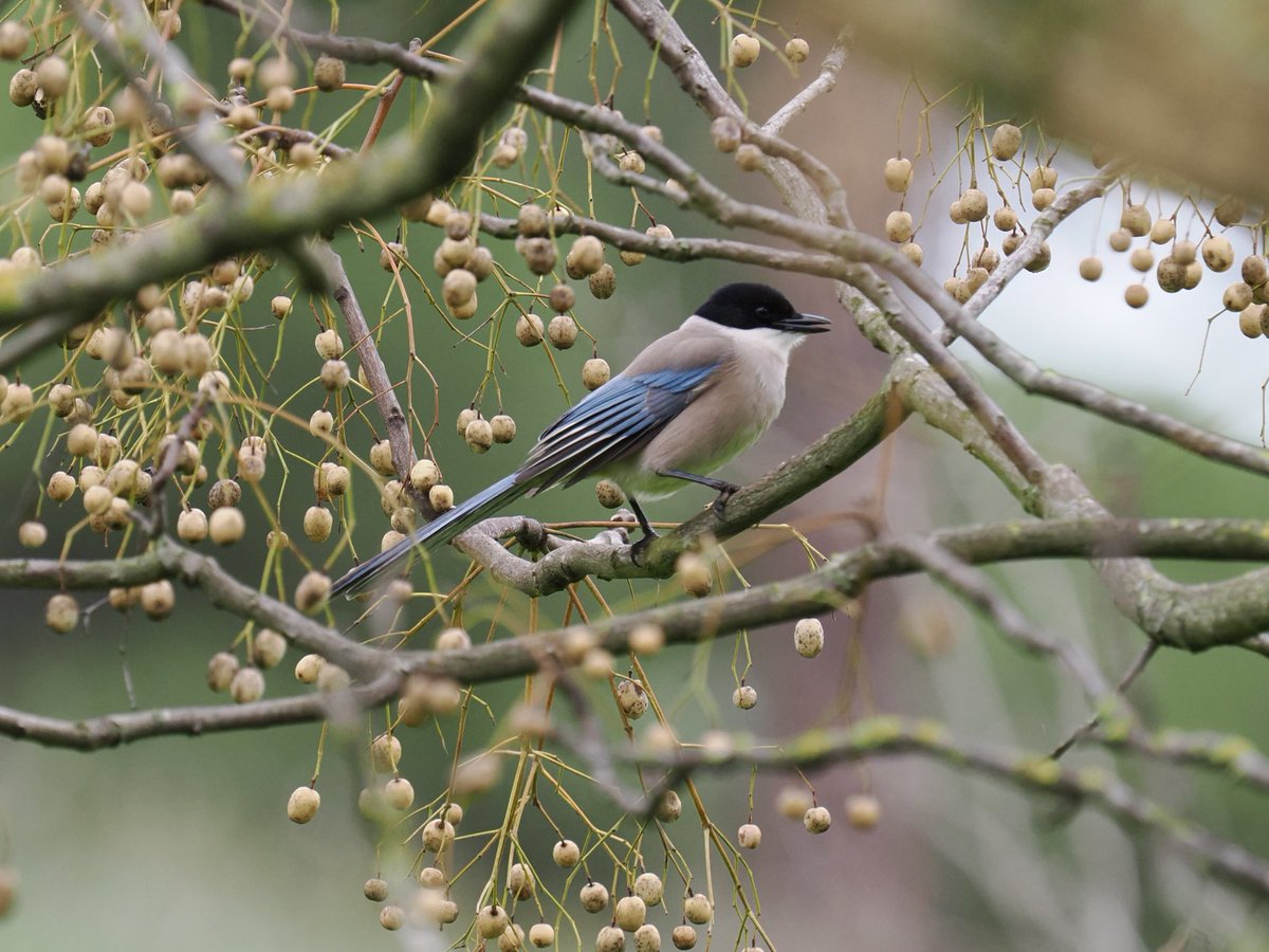 Rob Rackliffe tweet media