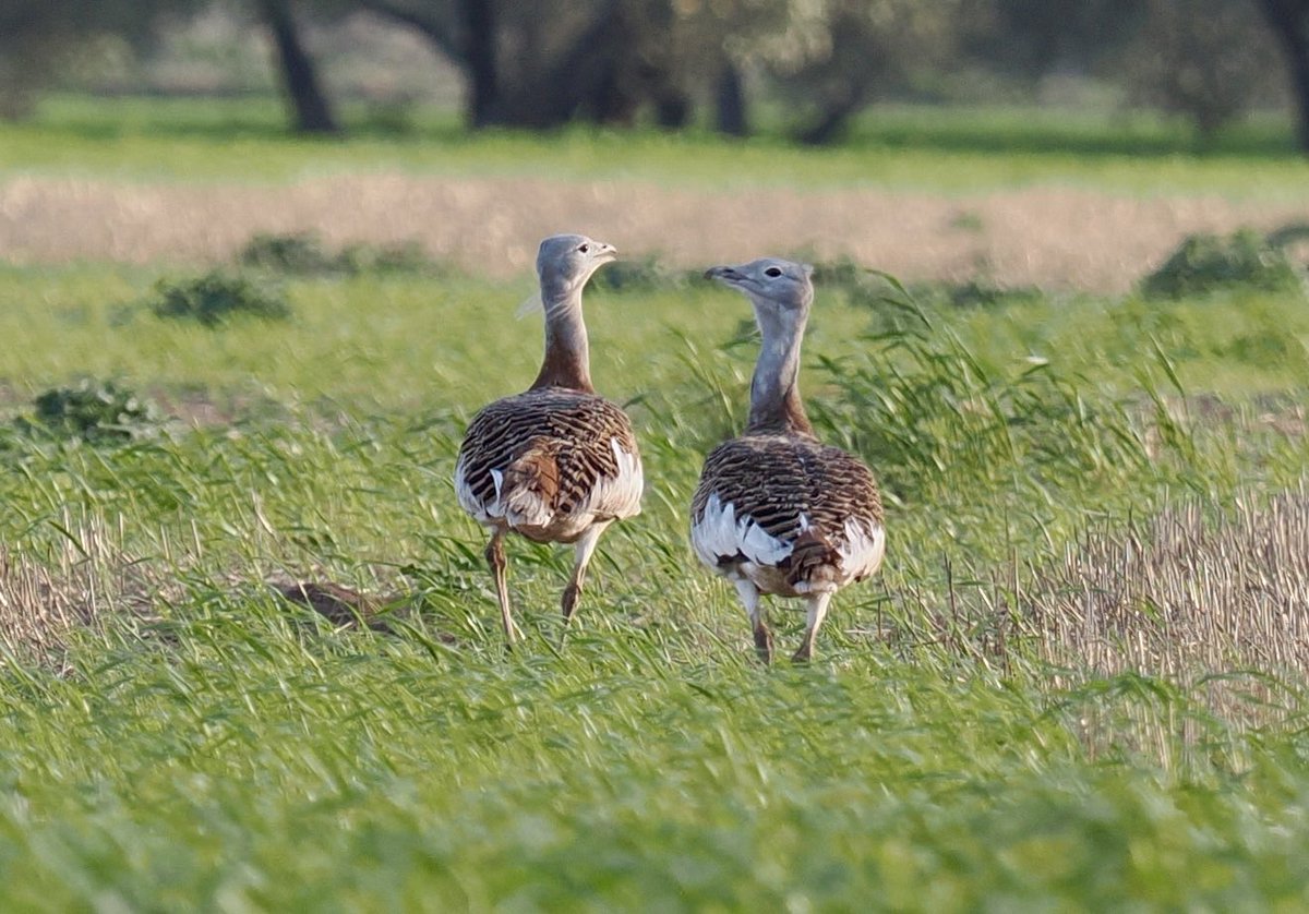 Rob Rackliffe tweet media