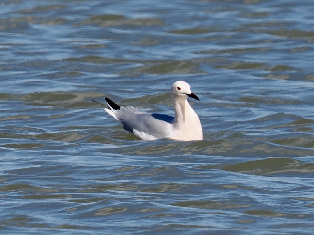 Rob Rackliffe tweet media