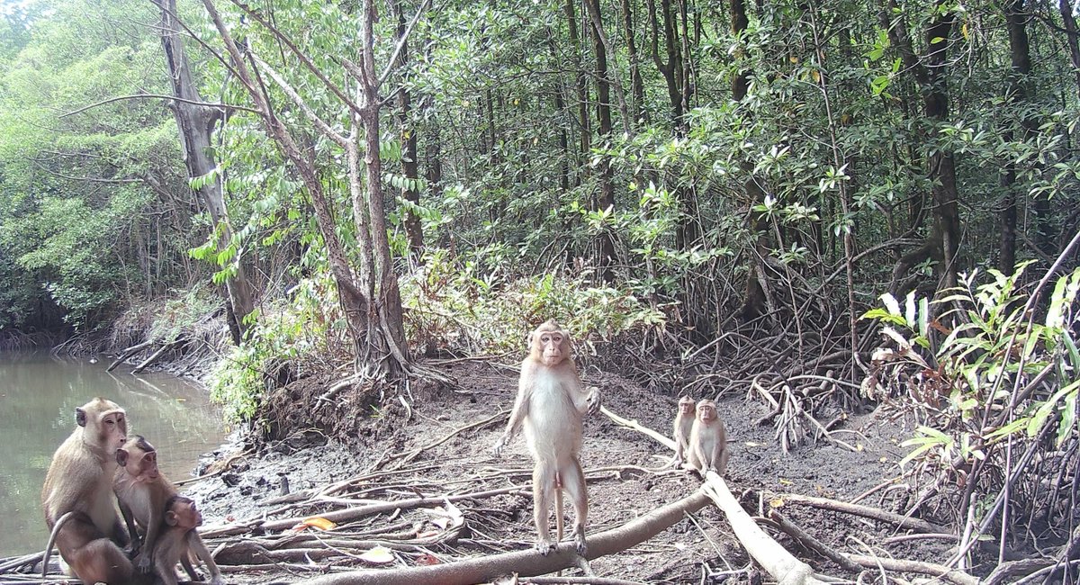 solaristrailcam's tweet photo. Family time for long-tailed macaques, a highly adaptable yet endangered primate, captured in Cambodia’s mangroves w/ the WEAPON 4K trail cam deployed by the @fishingcat_ee with partner orgs, while monitoring fishing cats and hairy-nosed otters.
#SOLARISTrailCameras #FCEE https://t.co/rBHOssAmcd