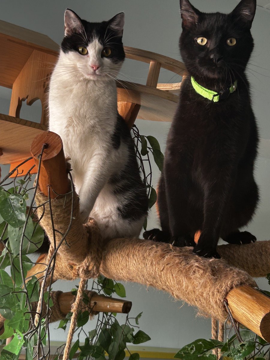 What’s up? Cricket and Timmy &amp; hoping you include them in your weekend plans. Book meow at elgatocoffeehouse.com/bookmeow 😺 We are located at 508 Pecore St HTx

Open T, Th &amp; F 12:30-4:30pm; Sat 11am-5pm &amp; Sun 12-5pm.
#adoptdontshop #houstoncatcafe #meow #catcafe #cattherapy #houstontx