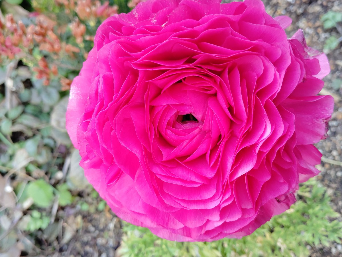 FWLMacZ95u95352's tweet image. Max Müller
「A flower cannot blossom without sunshine, and people cannot live without love.」
🌻☀️❤️ #LoveAndLight #LifeTruth