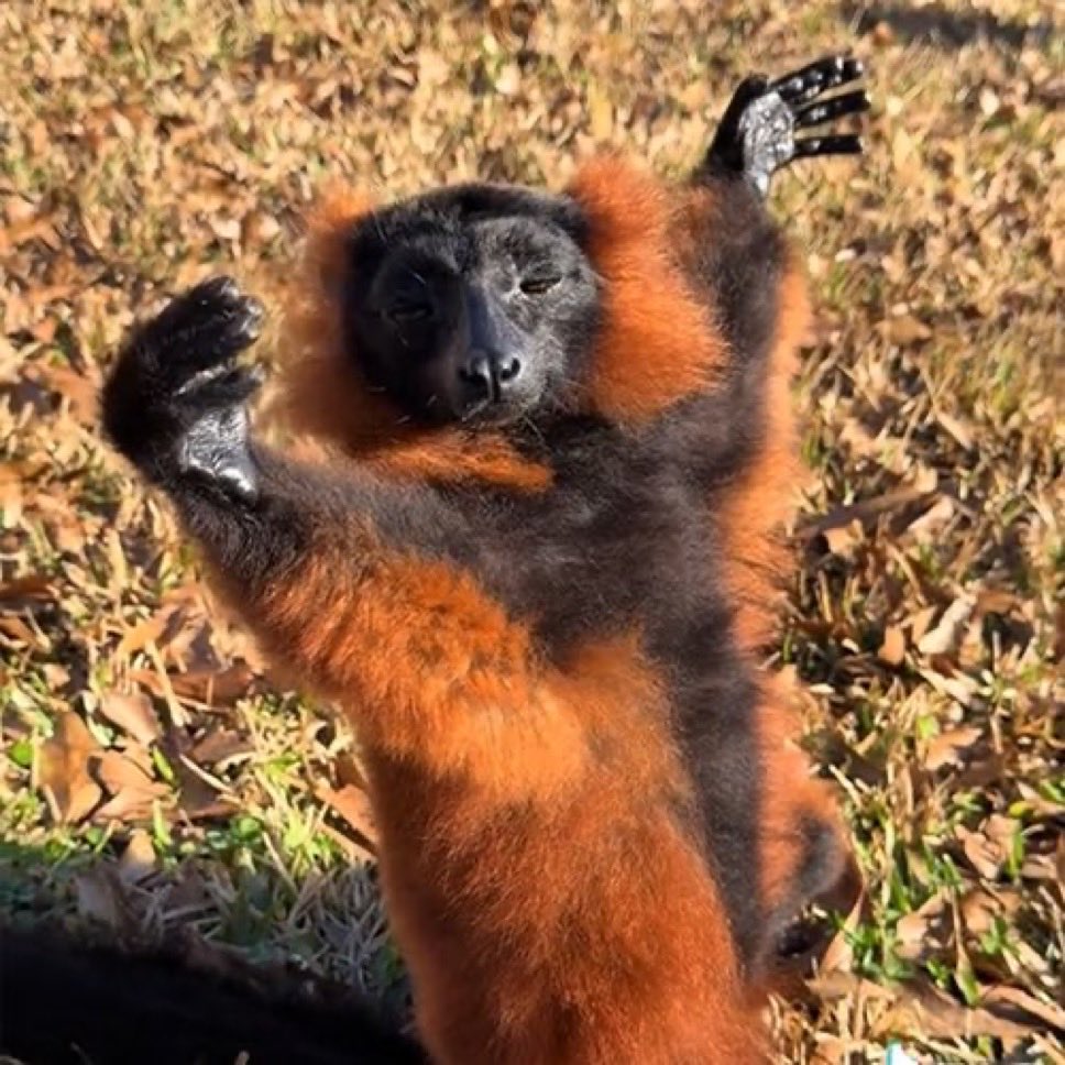 Aped $Bloodnut here,

The virality is absurd and seeing a lot of Giga Brains positioned early here.

Already blowing up on Instagram &amp; TikTok plus 20M+ views in a DAY.

Serious crime potential and pump looks inevitable ngl.

$170K MCap