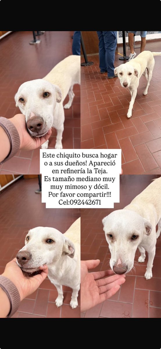 Dueños 🙏🏻🙏🏻🙏🏻🚨🚨🚨🚨