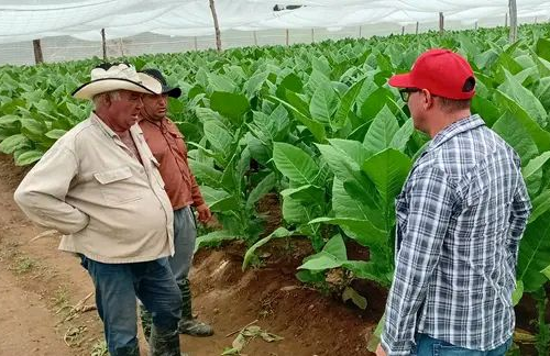 Cumplió Villa Clara plan anual de siembra de tabaco por tercera vez 

acn.cu/economia/cumpl…

#CubaEstáFirme