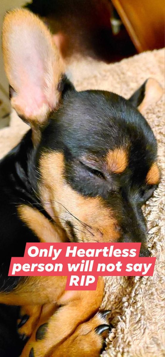 jam_baqir24491's tweet photo. My baby is passed away peacefully... Please pry for my baby 😭😭😭😭. She was 5 years old. 😭 I miss her so much. 😭😭 https://t.co/Kyt5hWPxfj