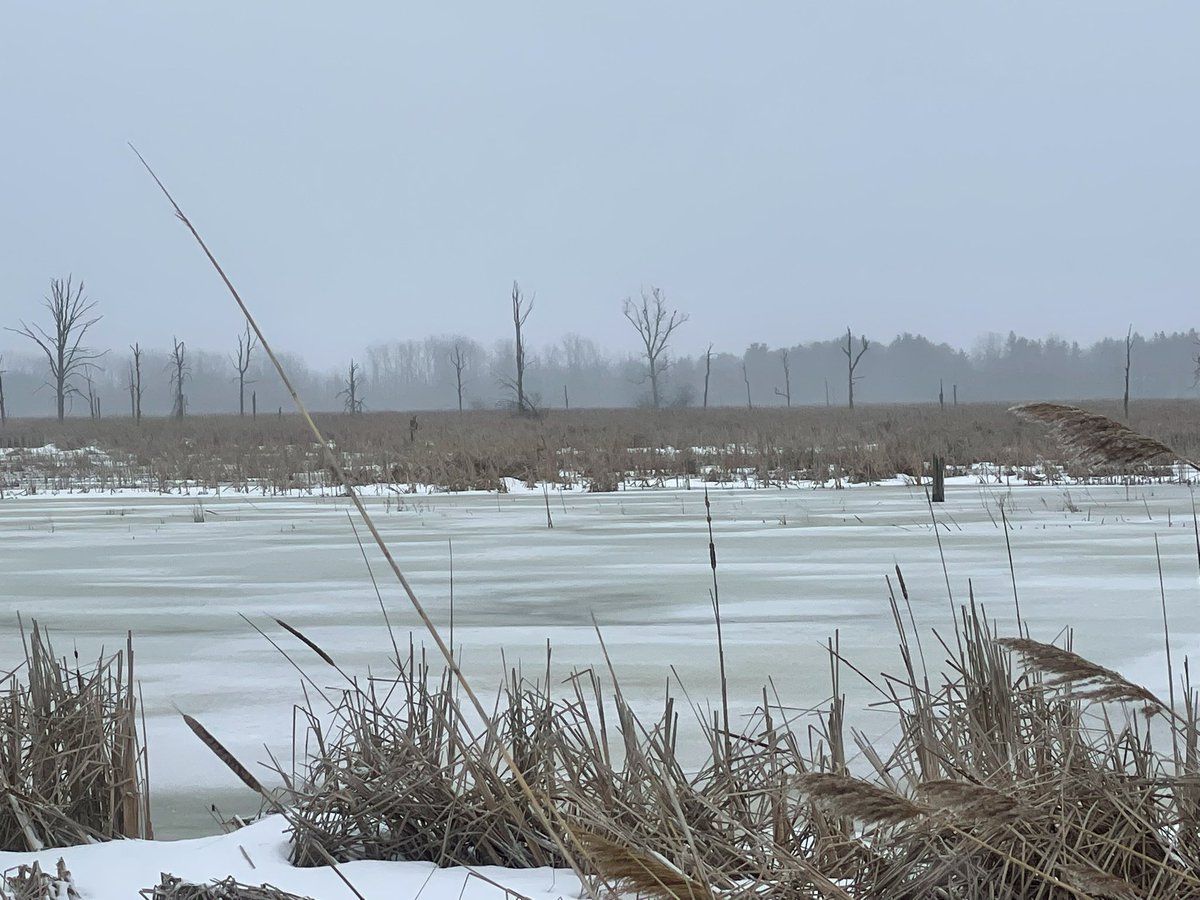 Thanks to Andrea Heine for leading this morning’s winter bird walk at Iroquois National Wildlife Refuge. The intrepid souls who participated were rewarded with an amazing sight: 13 balds congregating on the Mohawk Pool. Well worth braving the conditions.